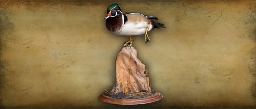 wooduck1