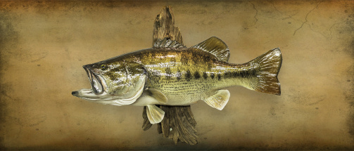 Reproduction Largemouth Bass