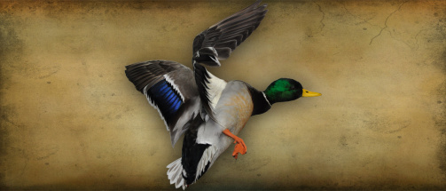 mallard1