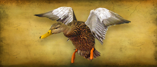 mottledduck1