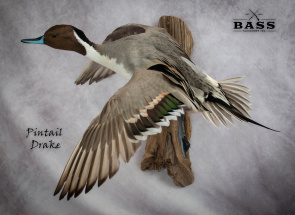 Pintail3