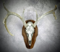 Shed Antlers on Artificial Skull European Mount